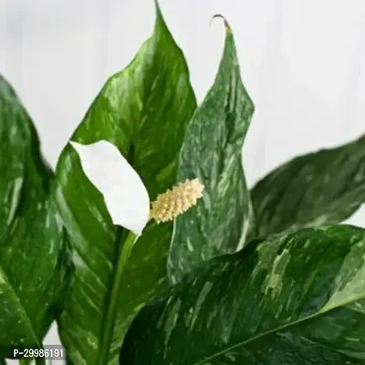 Beautiful Peace Lily Flower Plant for Home Office Low Maintenance