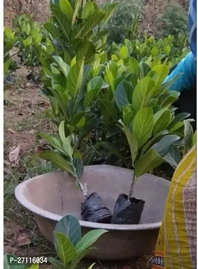 Fulmala Nursery Hybrid Jack Fruit Plant[FM710]