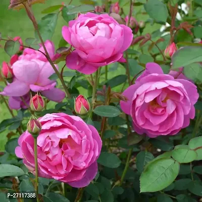 Fulmala Nursery Hybrid Rose Plant[FM1506]-thumb0