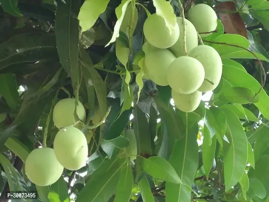 Fulmala Nursery Mango Plant