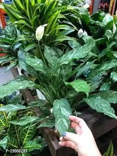 Peace Lily Houseplant for Indoor Air Quality and Easy Care