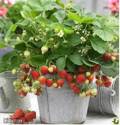 Natural Strawberry Plant-thumb0