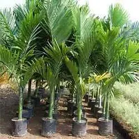 Fulmala Nursery Betel Nut/Supari Plant-thumb1