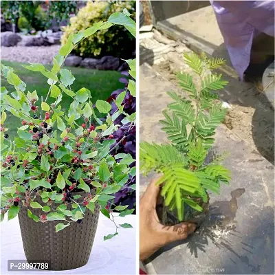 Fulmala Nursery  Shahtoot/Mulberry Plant-thumb0