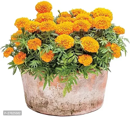 Fulmala NurseryMarigold Plant[DF0339]-thumb2