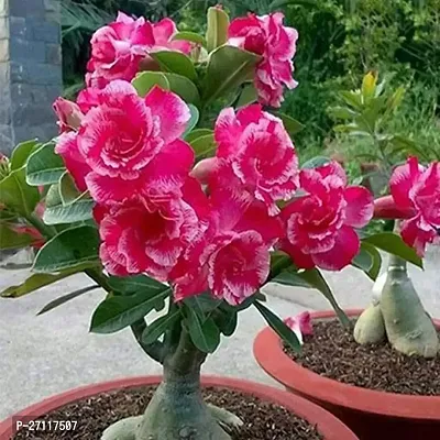 Fulmala Nursery Hybrid Adenium Plant[FM1584]-thumb0