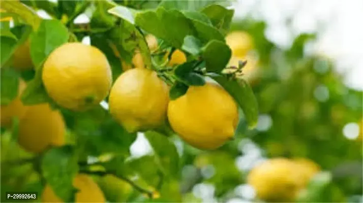 Fulmala Nursery  Lemon Plant-thumb0