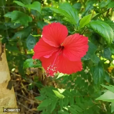 Fulmala Nursery Hibiscus Plant