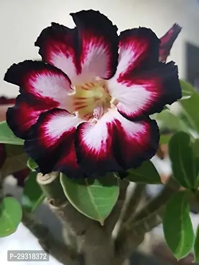 Adenium Plant