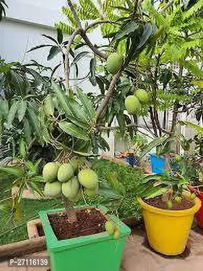 Fulmala Nursery Hybrid Mango Plant[FM809]