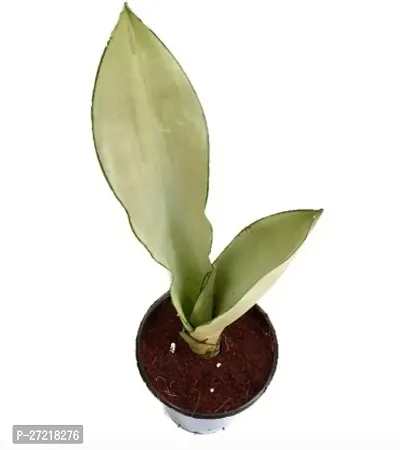 Fulama Nursery HybridSnake Plant[FM1696]-thumb2