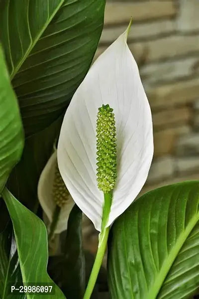 Gorgeous Peace Lily Flower Plant with White Flowers Green Foliage Ideal for Indoor Air Purification Easy to Care in Decorative Pot for Home and Office-thumb0