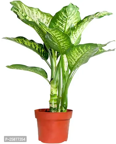 Aglaonema Plant Esey To Grow No Nead To Extra Care Hybrid Plant For Yor Garden And your Home