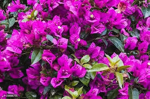 Fulmala Nursery Bougainvillea Plant-thumb0