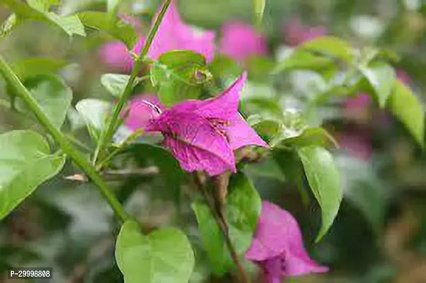 Fulmala Nursery Bougainvillea Plant-thumb0