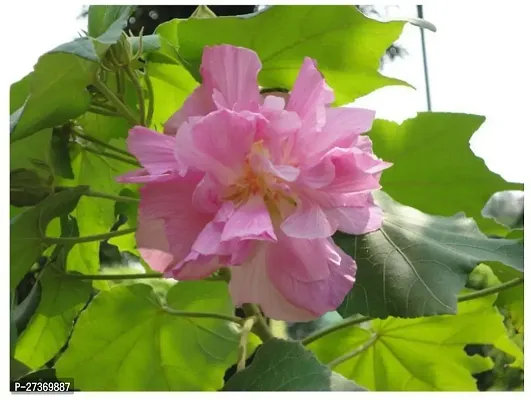 BALUBITA Hybrid Lotus Plant[BB1579]-thumb0