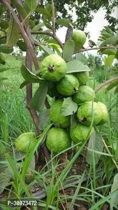 Fulmala Nursery Guava Plant-thumb0