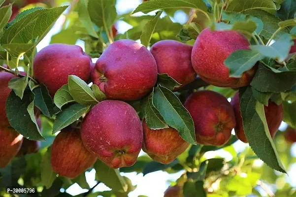 Fulmala Nursery Apple Plant-thumb0