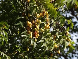 Fulmala Nursery Neem Plant-thumb1