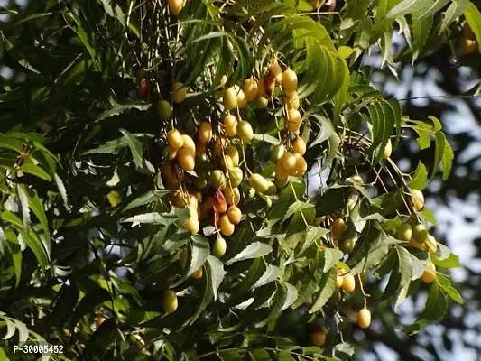 Fulmala Nursery Neem Plant-thumb2