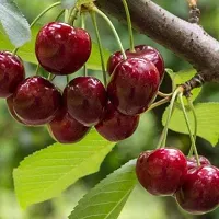 Fulmala NurseryCherry Fruit Plant[DF0365]-thumb1