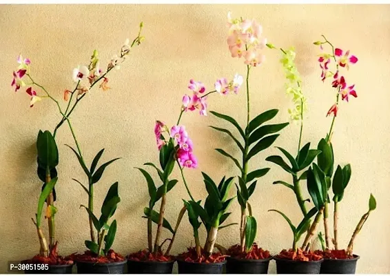 Fulmala Nursery Orchid Plant-thumb0