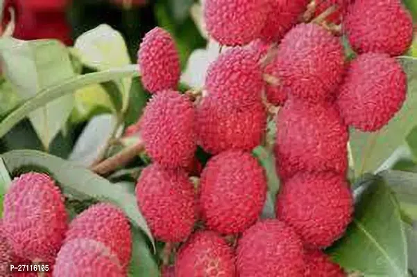 Fulmala Nursery Hybrid Litchi Plant[FM777]-thumb0