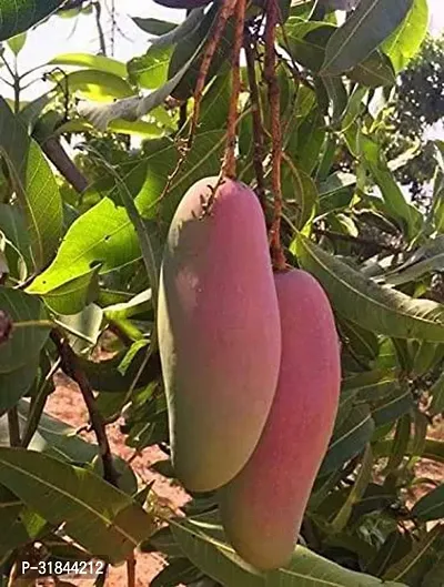 Fulmala Nursery Mango Plant -As78-thumb0