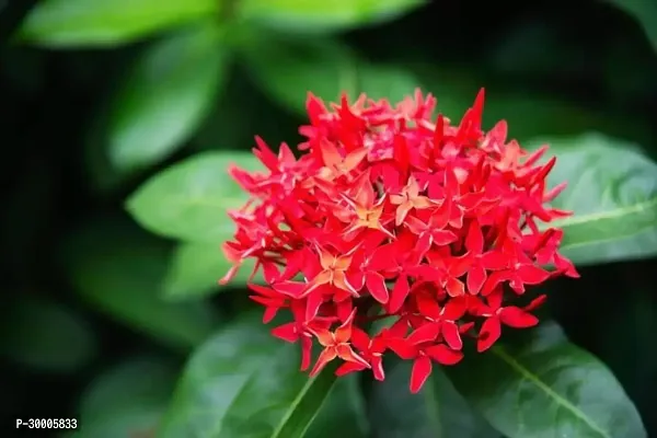 Fulmala Nursery Trothic Ixora/Chethi Plant-thumb0