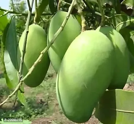 Fulmala Nursery Mango Plant-thumb0