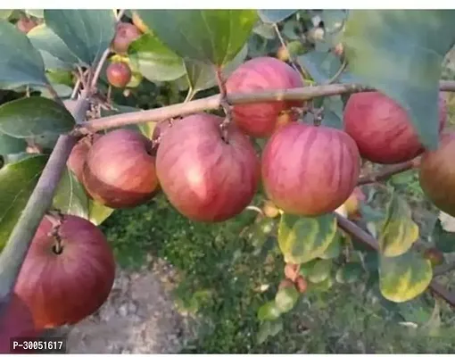 Fulmala Nursery Ber Apple Plant