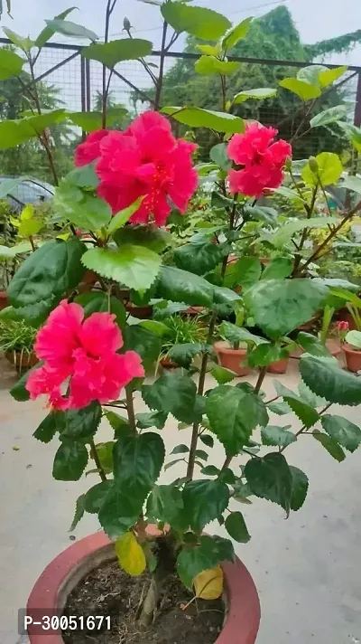 Fulmala Nursery Hibiscus Plant