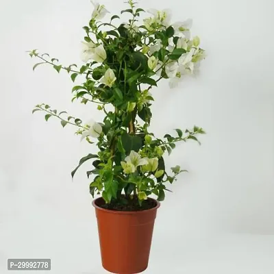 Fulmala Nursery  Baugainvillea Plant