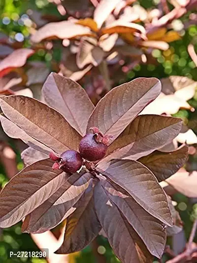 Fulama Nursery HybridGuava Plant[FM1710]-thumb0