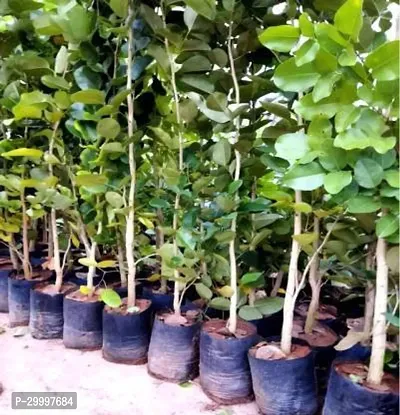 Fulmala Nursery  Red Sandalwood Plant