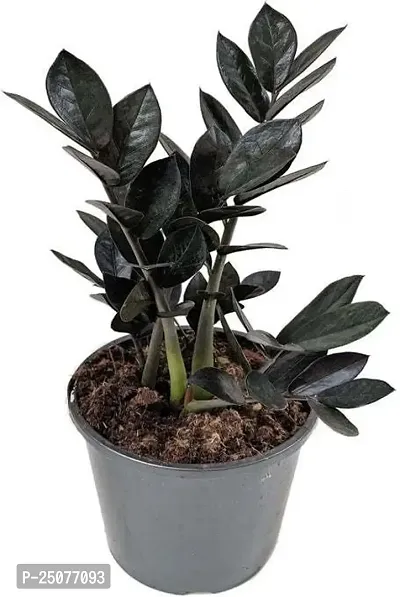 Zamia Zz Esey To Grow No Nead To Extra Care Hybrid Plant For Yor Garden And your Home-thumb0