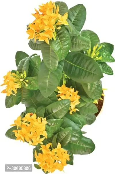 Fulmala Nursery Trothic Ixora/Chethi Plant