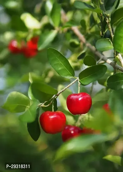 Cherry Fruit Plant-thumb0