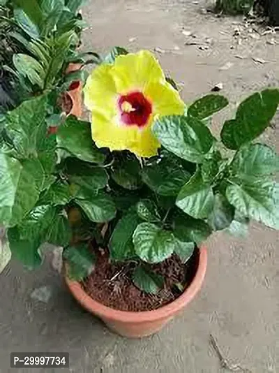 Fulmala Nursery  Hibiscus Plant-thumb0