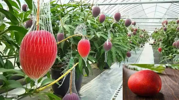 Fulmala Nursery Mango Plant