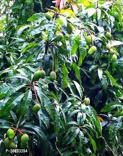 Fulmala Nursery Mango Plant