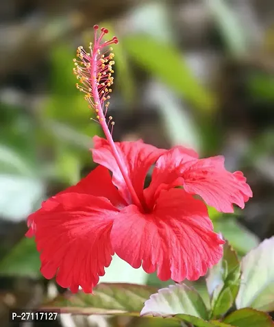 Fulmala Nursery Hybrid Hibiscus Plant[FM1273]-thumb0