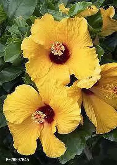 Fulmala Nursery  Hibiscus Plant-thumb0