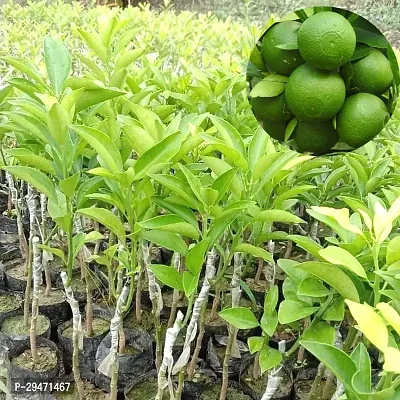 Natural Lemon Plant-thumb0