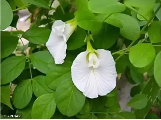 Fulmala Nursery Aparajita/ Butterfly Pea Plant-thumb0