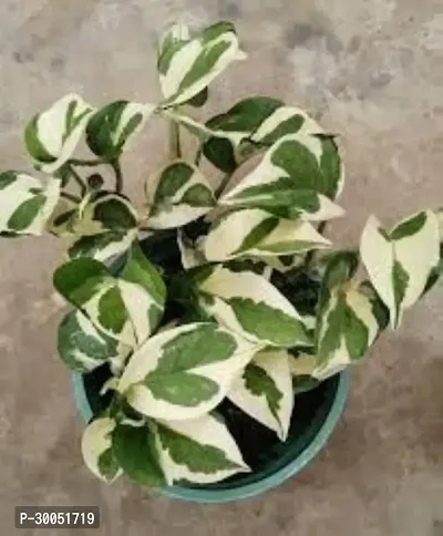 Fulmala Nursery Money Plant-thumb0