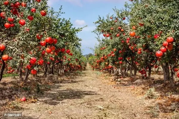 Fulmala Nursery Pomegranate Plant-thumb0