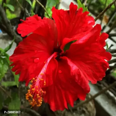 Fulmala Nursery Hibiscus Plant-thumb0