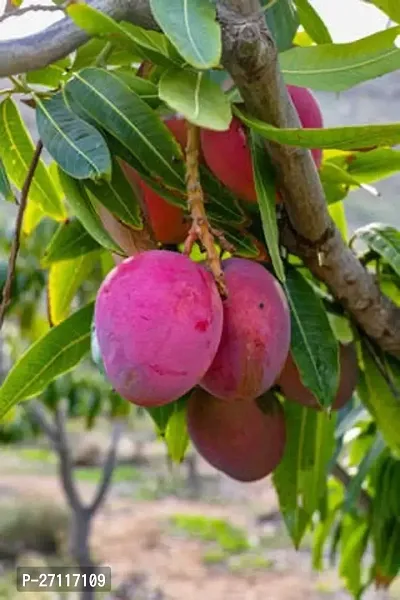 Fulmala Nursery Hybrid Mango Plant[FM1256]