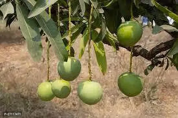 Fulmala Nursery Hybrid Mango Plant[FM1551]